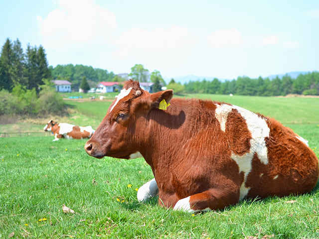 米国産のホルモン牛！？の危険性