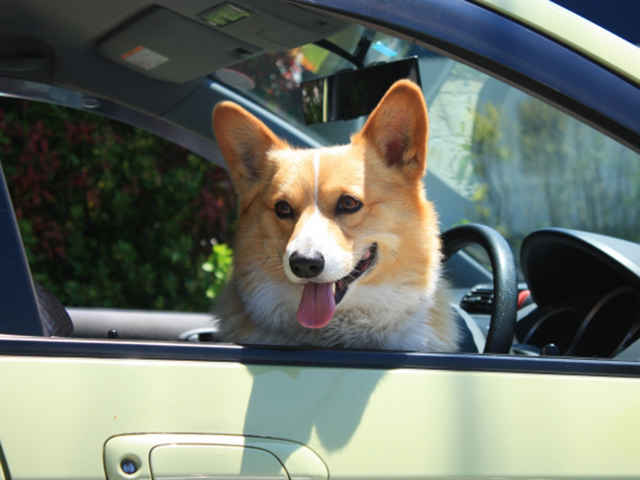 犬を車内に残す危険性をご存じですか？！