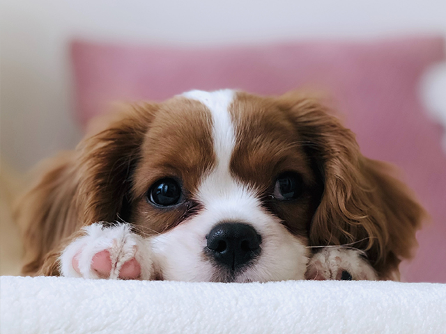 犬のため息３つの理由 ストレスや体調不良のサイン 危険な呼吸との見分け方 川崎ドクターズ