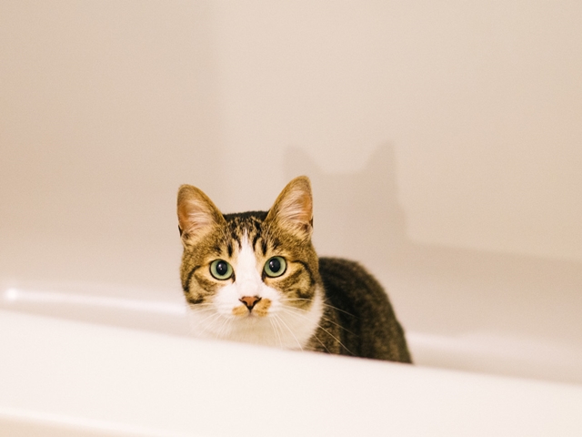 なぜ『お風呂』についてくるの？猫の５つの気持ち