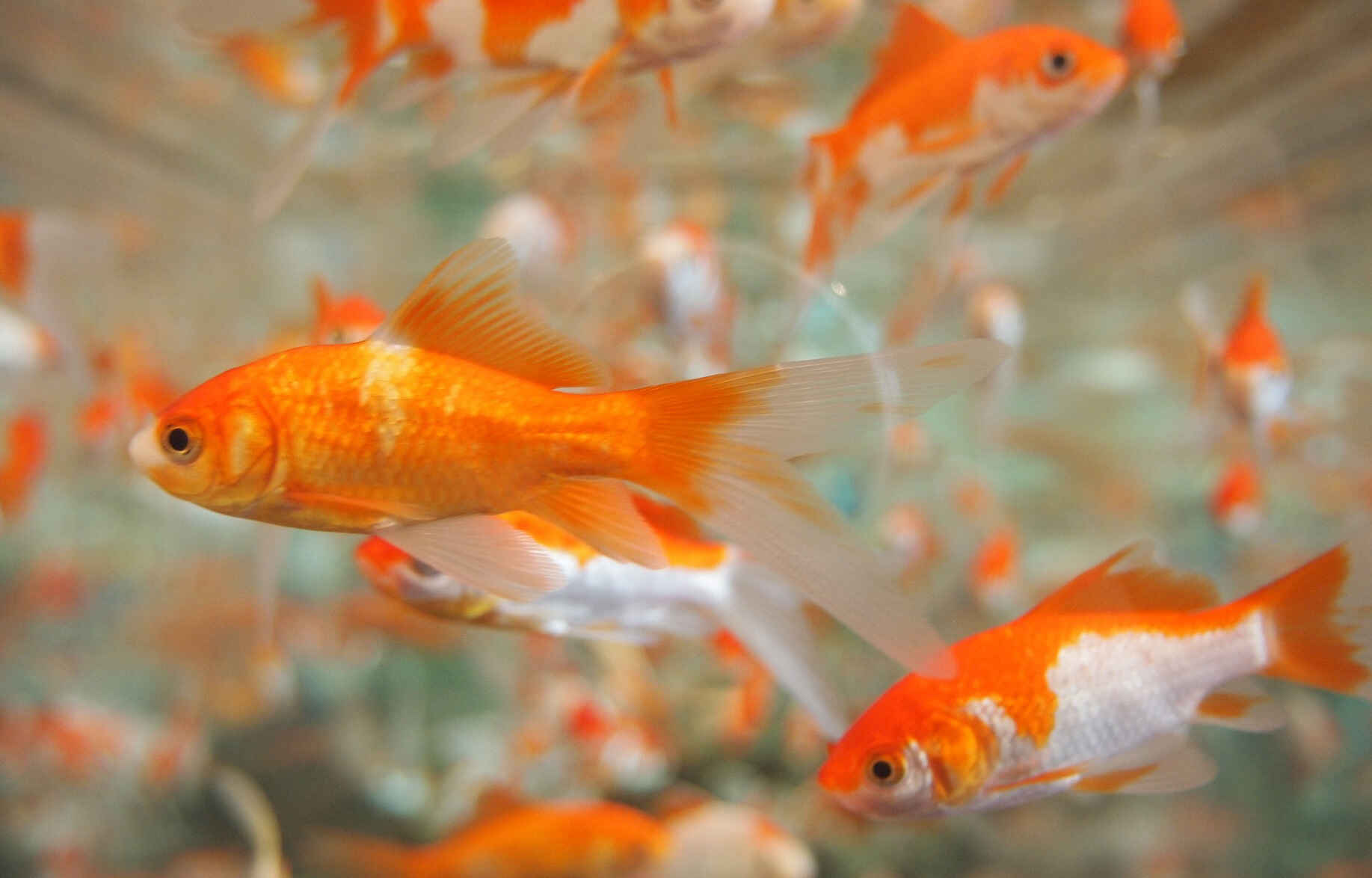 熱帯魚に見られる白点病を知っていますか？
