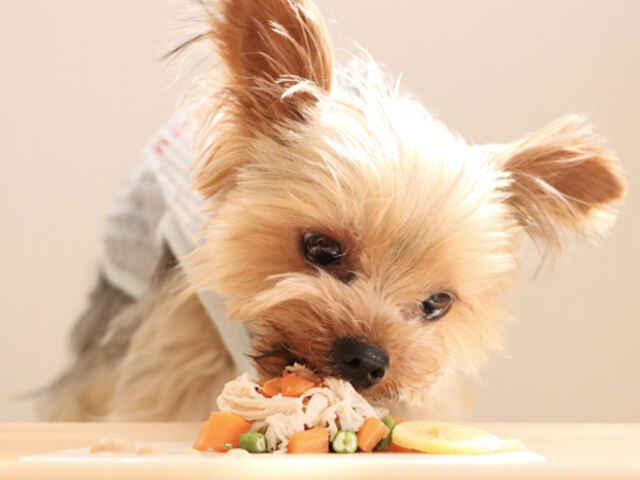 犬の早食いは危険！ゆっくりゴハンを食べてもらう方法とは？
