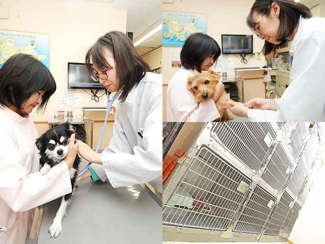 たま動物病院 稲田堤駅 犬 川崎ドクターズ